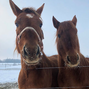 Meet your Posher, Sierra
